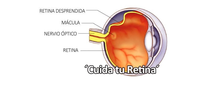 La retina es una de las partes más importantes del ojo. Es una capa de tejido sensible a la luz que se sitúa en la parte posterior interna del ojo,… Me Interesa